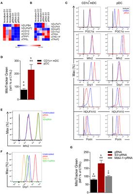 Human Dendritic Cell Subsets Undergo Distinct Metabolic Reprogramming for Immune Response